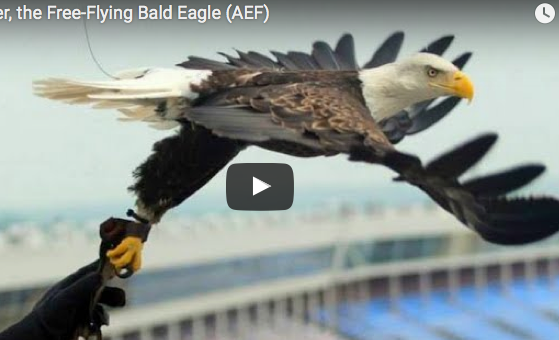 Eagle Challenger’s New Flight Video
