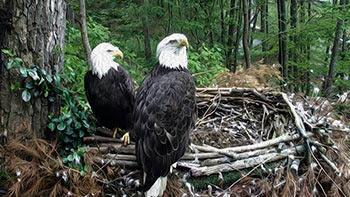 Bald Eagles Independence and Franklin sit on the edge of their nest at Dollywood's Eagle Mountain Sanctuary