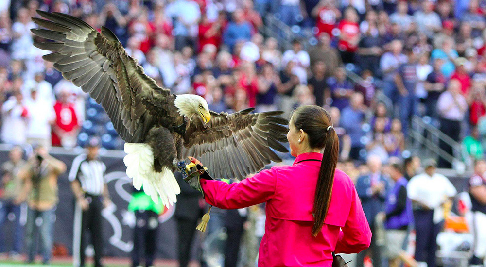 ‘Challenger’ the Bald Eagle Soars at NFL Games