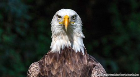 Challenger | American Eagle Foundation