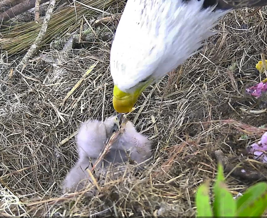 Introducing Nick and Noel – Eaglets in the NEFL Nest