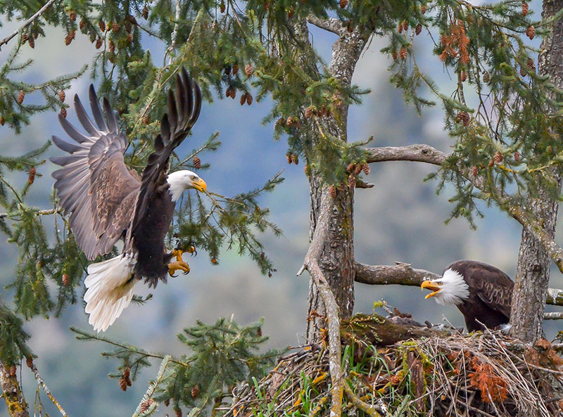 Bringing greenery to the eagle nest.