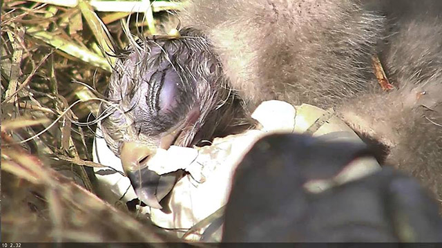 Newborn eaglet