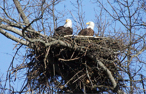 Bald eagle nest in Sevierville
