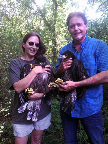 Bald Eaglets Rescued in Sevier County by AEF