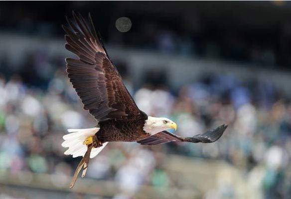 Bald Eagle ‘Challenger’ Awes Crowd At Philadelphia Eagles Season Opener