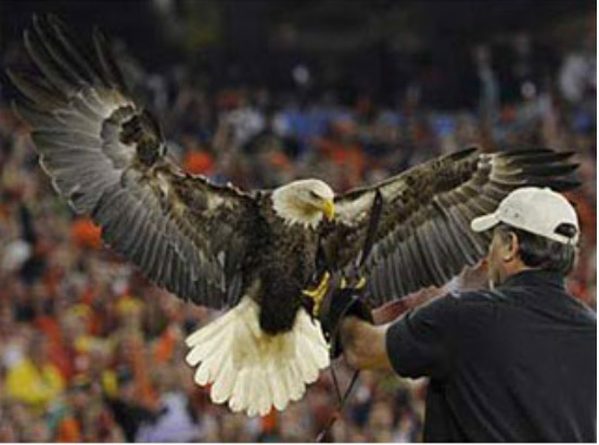 Eagle Challenger Thrills Audiences During 2012 Football Season