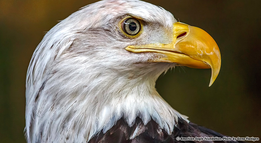 America the Bald Eagle