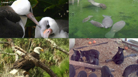AEF & Three Other ‘Critter Cams’ Recognized On Earth Day