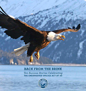 Bald Eagle Featured In ‘Back From the Brink’ Report