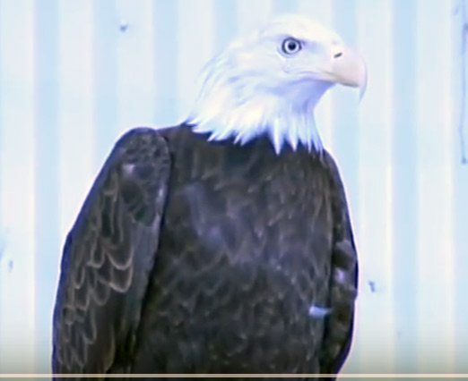 Escaped Dollywood Bald Eagle Reunites With Mate of 22 Years