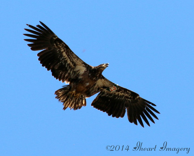 Juvenile eagle, Destiny, was sighted in Ohio.