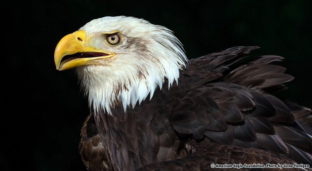 Mr Lincoln American Eagle Foundation