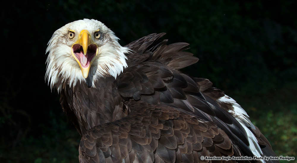 Mr Lincoln American Eagle Foundation