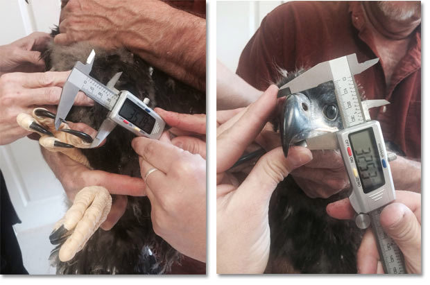 Wildlife Sanctuary of Florida Sends Bald Eaglet to AEF for Hack Tower Release
