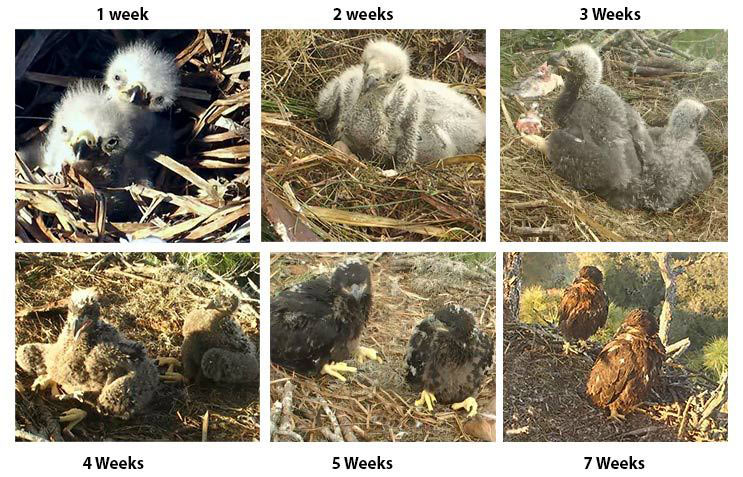 Update on Eaglets in AEF-sponsored NE Florida Nest