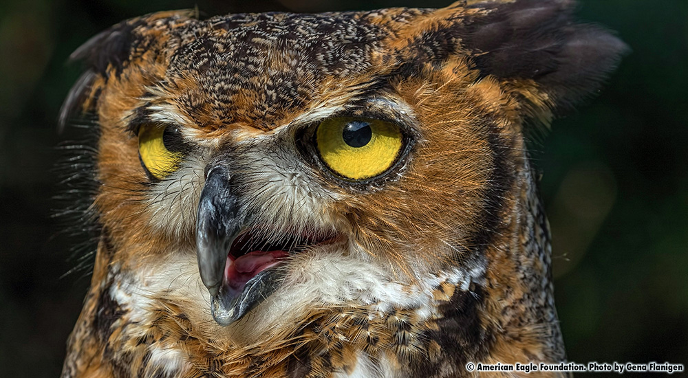 Owls | American Eagle Foundation
