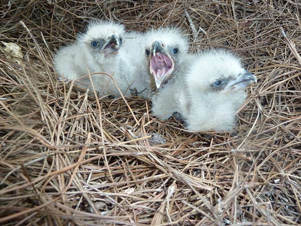Bald Eagle Nesting Pair Survives Tornado-like Storms; Egg Hatches