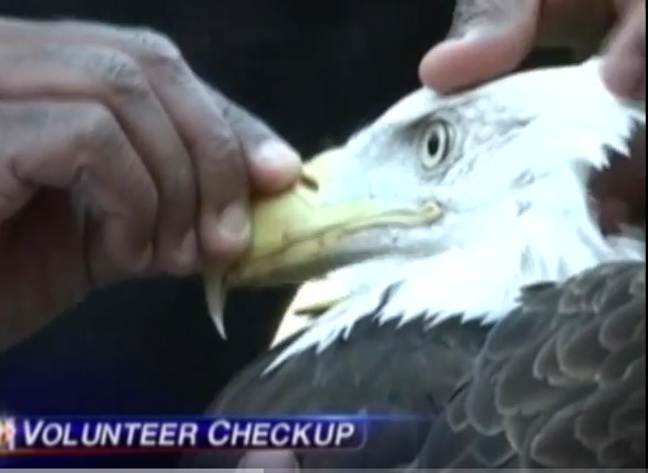 Bald Eagle ‘Volunteer’ Gets Tentative Clean Bill of Health After Escape