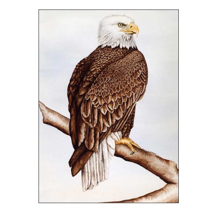 The Bald Eagle