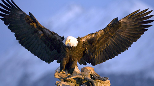 Image result for eagle