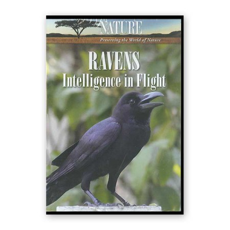 Ravens - Intelligence in Flight
