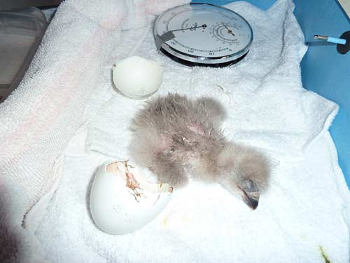 Florida Eagle Egg Hatches at AEF—Rescued from Ballpark Lighting Tower
