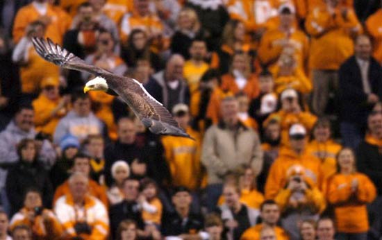 Challenger flies at Neyland Stadium