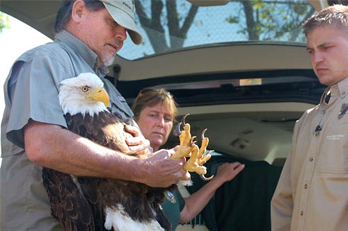 Rehabilitated Bald Eagle Returns to the Wild