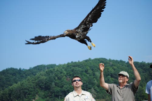 The release of a rehabbed bald eaglet
