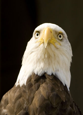 Bald Eagle Challenger