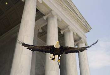 Challenger the bald eagle at the Jefferson Memorial