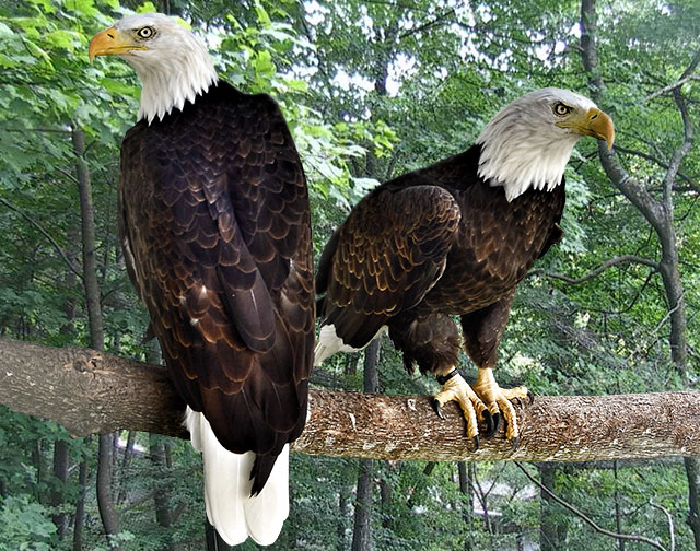 Bald Eagles Named in Honor of Fallen Military Heroes