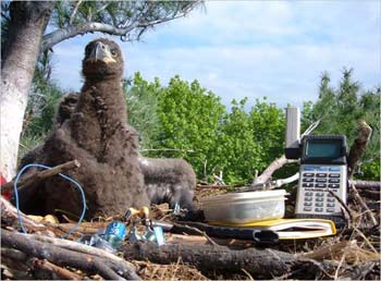 Eaglets in nest are being studied for mercury levels