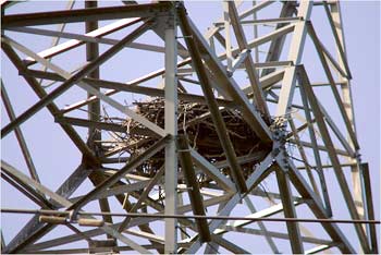 A power-line nest in Winter Springs, Florida Chris Livingston for the New York Times