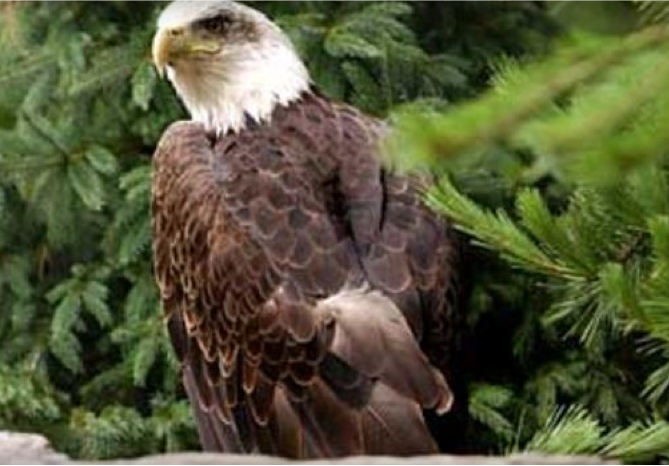 Tennessee Eagles Go to Washington’s National Zoo