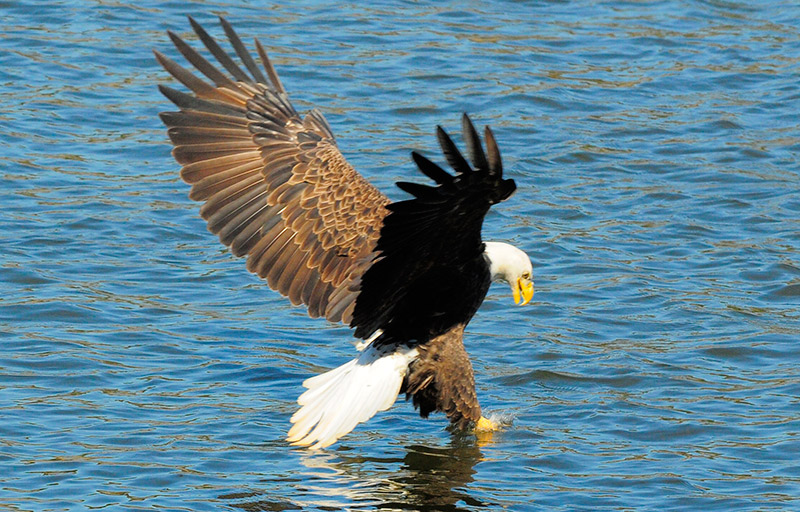 Bald eagle to be removed from the endangered species list.