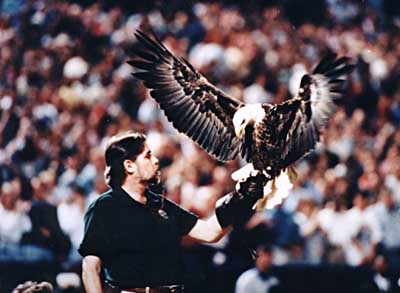 Challenger the eagle