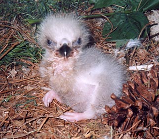 Baby eaglet