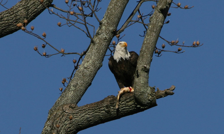 Bald Eagle Diet | American Eagle Foundation