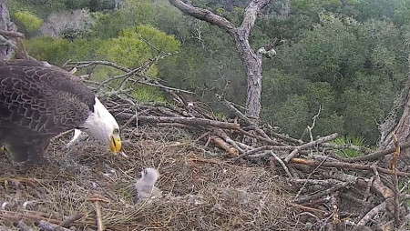 Bald Eagle Nests | American Eagle Foundation