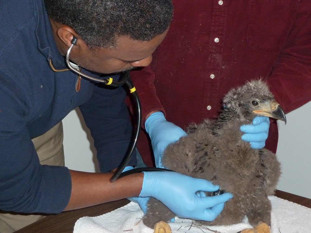 A checkup for a young eaglet.
