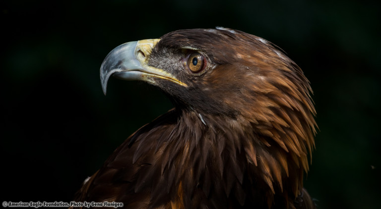 Golden Eagles and the AEF | American Eagle Foundation