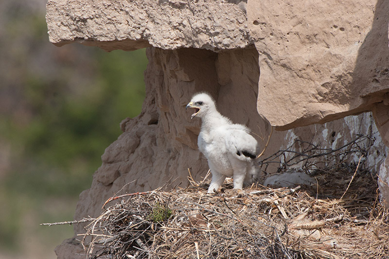 Golden Eagle Status American Eagle Foundation