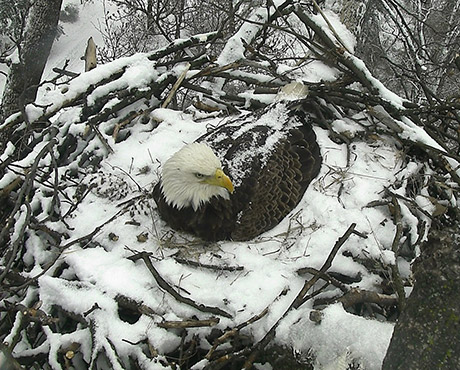 “Mr. President” & “The First Lady” Have Laid Eggs! Watch LIVE in High Definition at EAGLES.ORG