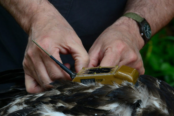 Bryan Watts adjusts the harness used to attach a solar-powered transmitter to a bald eagle