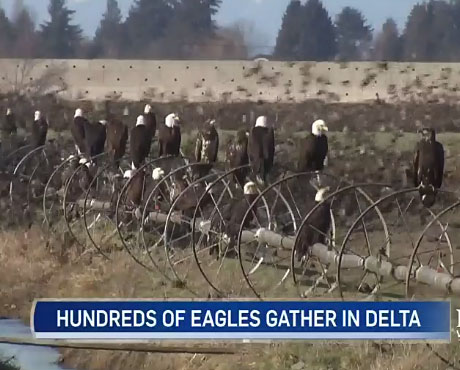 Hundreds of Bald Eagles Flock to Delta Fields in Vancouver, BC