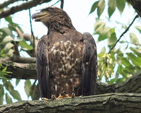 Juvenile eagle