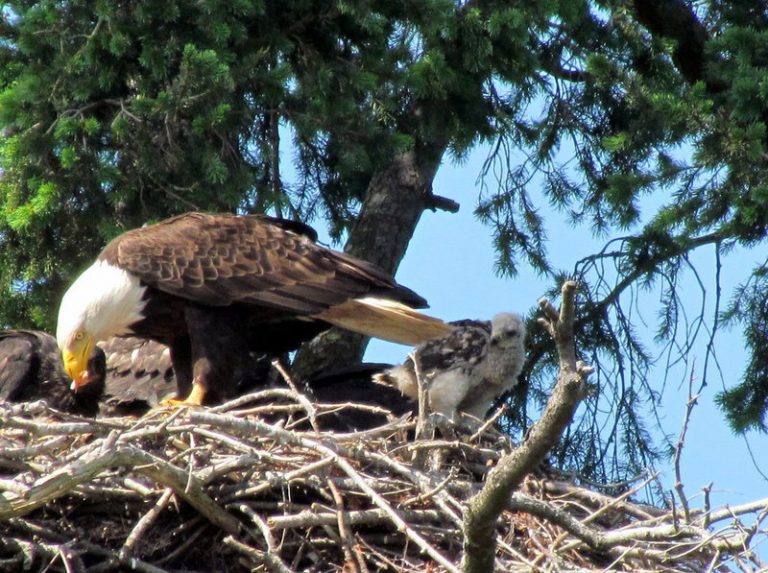 Red-tailed Baby Hawk Raised in Eagles’ Nest | American Eagle Foundation