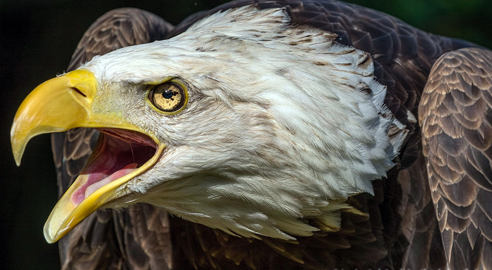 Bald Eagle ‘Spirit’ Finds Home as Eagle Ambassador in Kentucky